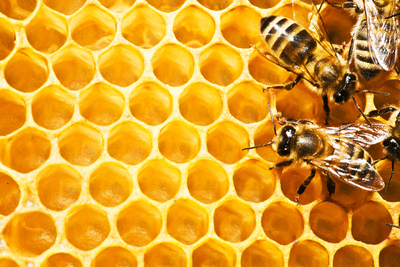 miel abeille